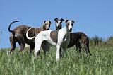 GREYHOUND 002